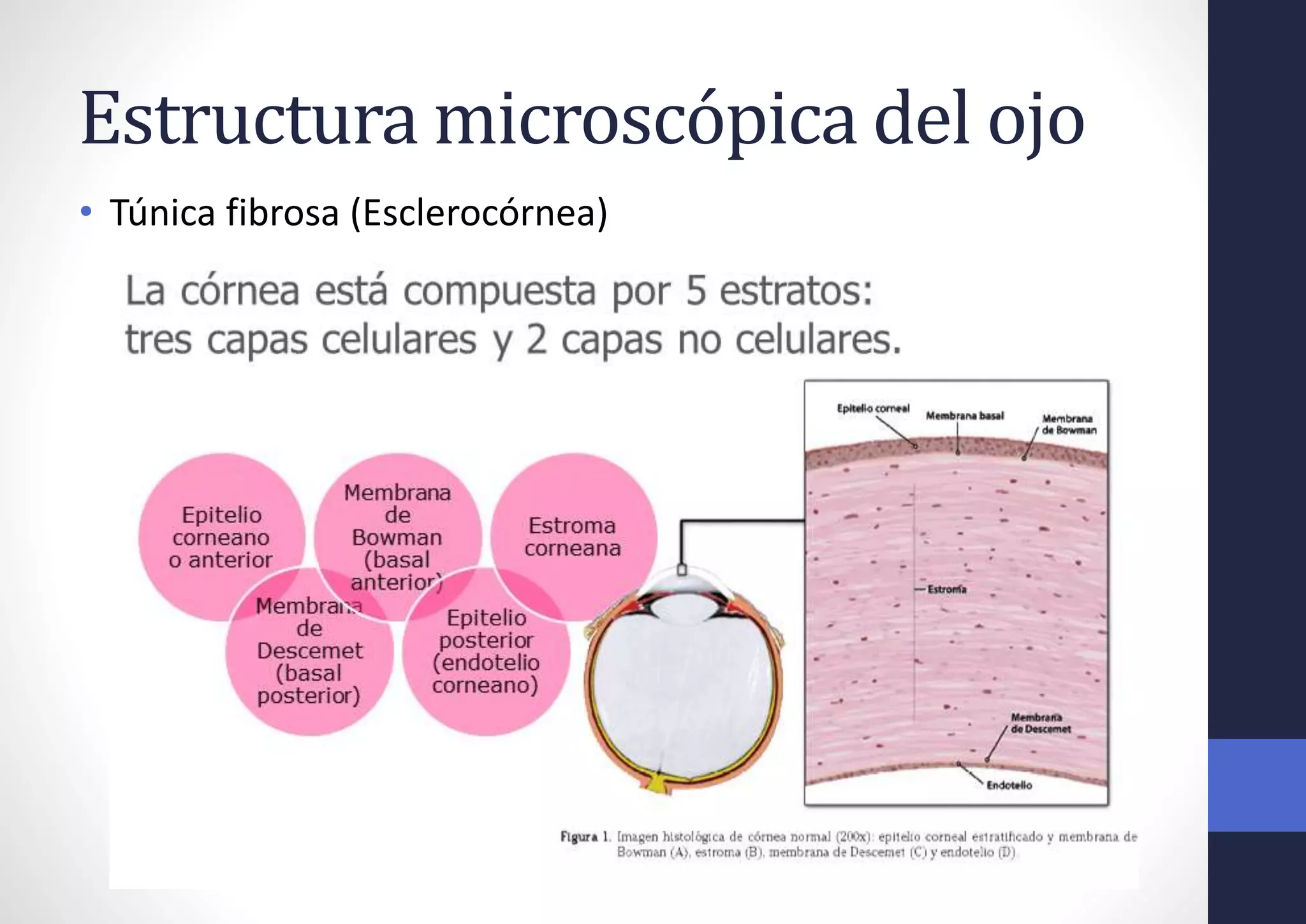 Estructura microscópica del ojo
• Túnica fibrosa (Esclerocórnea)