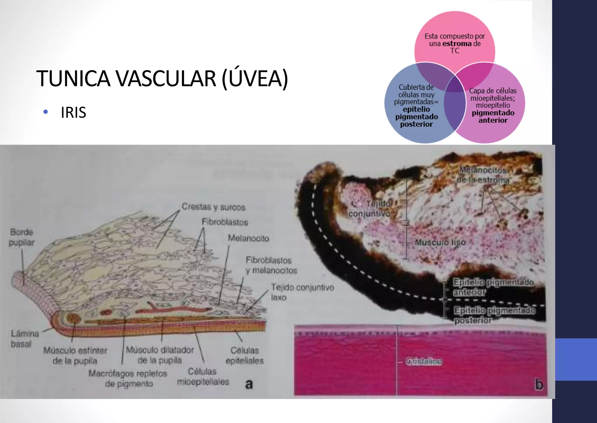 TUNICA VASCULAR (ÚVEA)
• IRIS