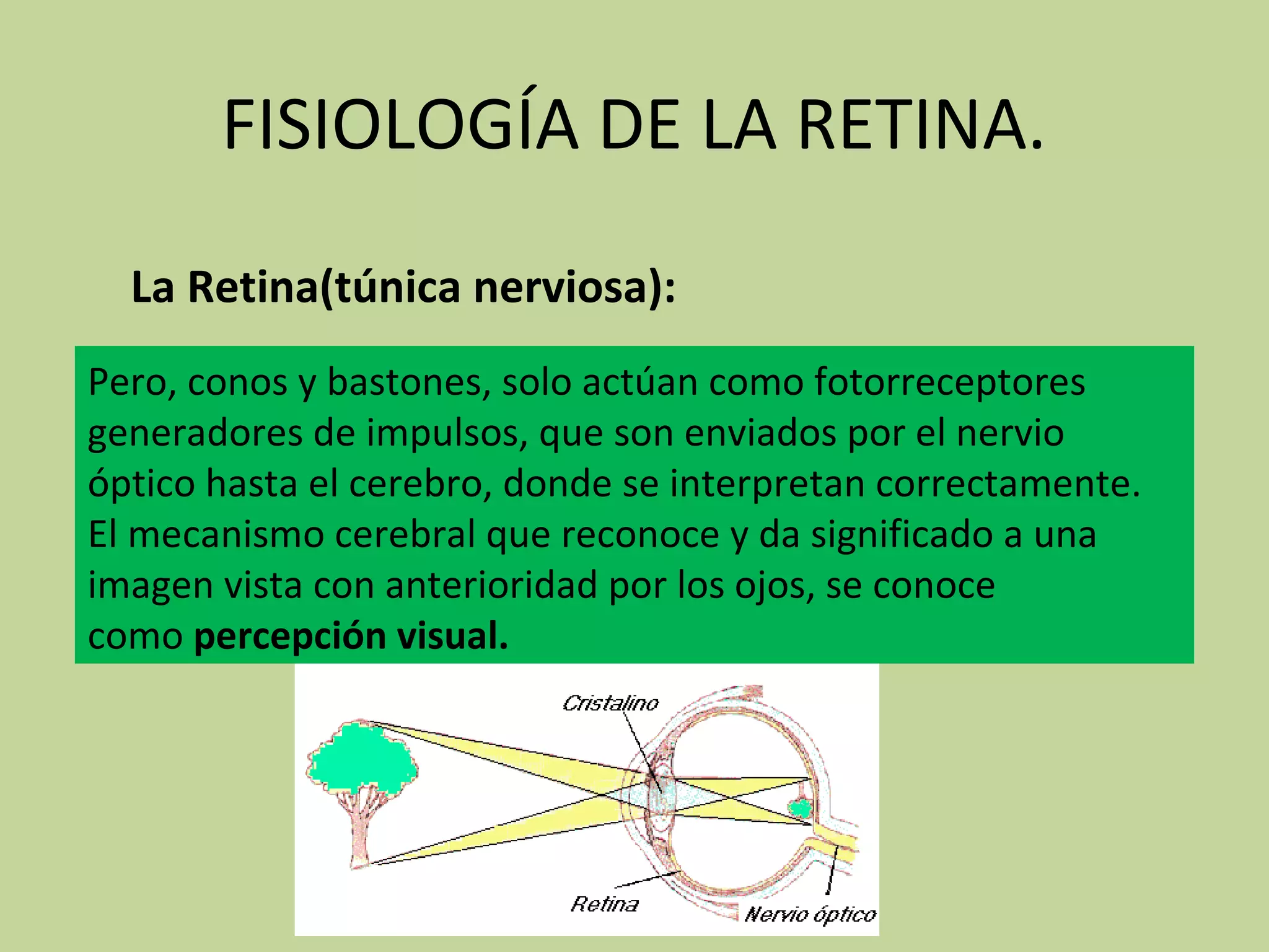 Ojo Como Instrumento Optico Prof Mogolln Yamire Pdf Percepcin