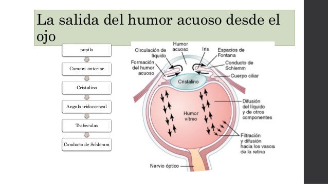 Circulacion Del Humor Acuoso Circulacion Del Humor Acuoso