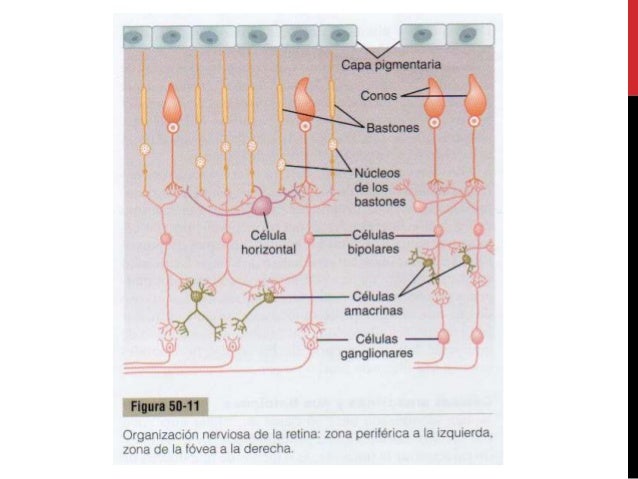 Resultado de imagen para organizacion nerviosa de la retina
