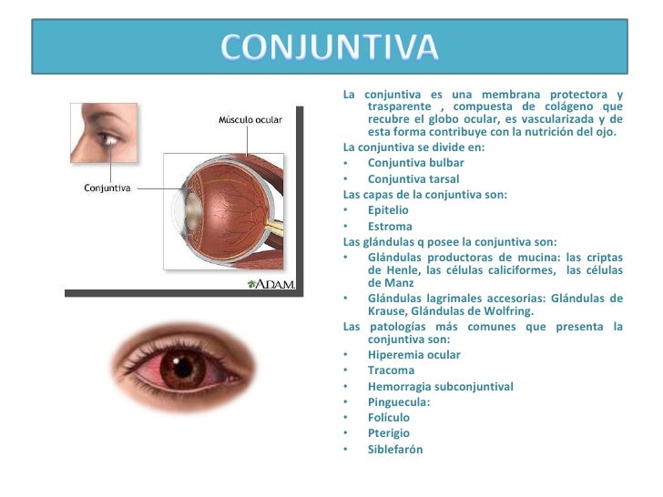 El Ojo Humano