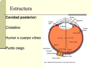 Estructura
Cavidad posterior:

Cristalino

Humor o cuerpo vítreo

Punto ciego
 