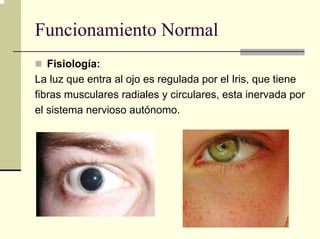 Funcionamiento Normal
   Fisiología:
La luz que entra al ojo es regulada por el Iris, que tiene
fibras musculares radiales y circulares, esta inervada por
el sistema nervioso autónomo.
 