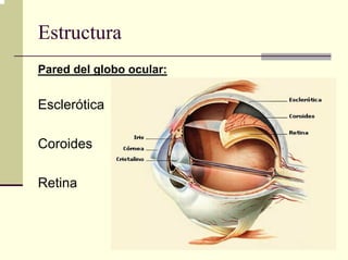 Estructura
Pared del globo ocular:


Esclerótica

Coroides

Retina
 