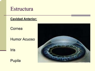 Estructura
Cavidad Anterior:


Cornea

Humor Acuoso

Iris

Pupila
 