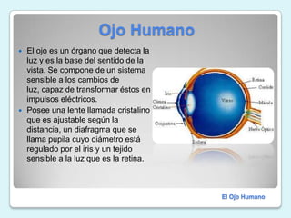                   Ojo HumanoEl ojo es un órgano que detecta la luz y es la base del sentido de la vista. Se compone de un sistema sensible a los cambios de luz, capaz de transformar éstos en impulsos eléctricos.Posee una lente llamada cristalino que es ajustable según la distancia, un diafragma que se llama pupila cuyo diámetro está regulado por el iris y un tejido sensible a la luz que es la retina. El Ojo Humano