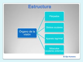                    EstructuraEl Ojo Humano
