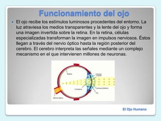              Funcionamiento del ojoEl ojo recibe los estímulos luminosos procedentes del entorno. La luz atraviesa los medios transparentes y la lente del ojo y forma una imagen invertida sobre la retina. En la retina, células especializadas transforman la imagen en impulsos nerviosos. Éstos llegan a través del nervio óptico hasta la región posterior del cerebro. El cerebro interpreta las señales mediante un complejo mecanismo en el que intervienen millones de neuronas.El Ojo Humano