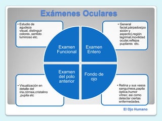              Exámenes OcularesEl Ojo Humano
