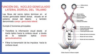 El ojo Neurofisiologia Central de la Vision 2020 | PPTX