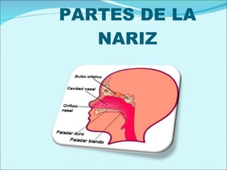 PARTES DE LA NARIZ