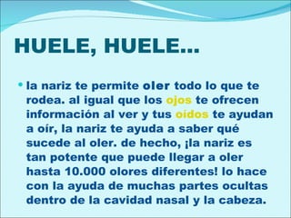 HUELE, HUELE… la nariz te permite oler todo lo que te rodea. al igual que los ojos te ofrecen información al ver y tus oídos te ayudan a oír, la nariz te ayuda a saber qué sucede al oler. de hecho, ¡la nariz es tan potente que puede llegar a oler hasta 10.000 olores diferentes! lo hace con la ayuda de muchas partes ocultas dentro de la cavidad nasal y la cabeza.