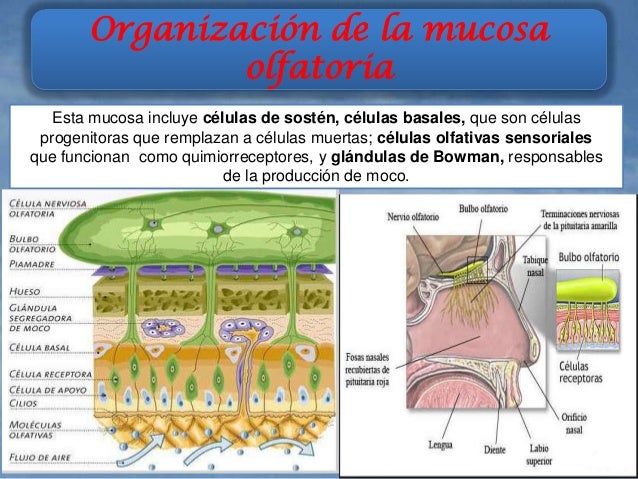 El olfato