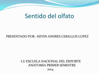 Sentido del olfato
PRESENTADO POR : KEVIN ANDRES CEBALLOS LOPEZ
I.U ESCUELA NACIONAL DEL DEPORTE
ANATOMIA PRIMER SEMESTRE
2014
 