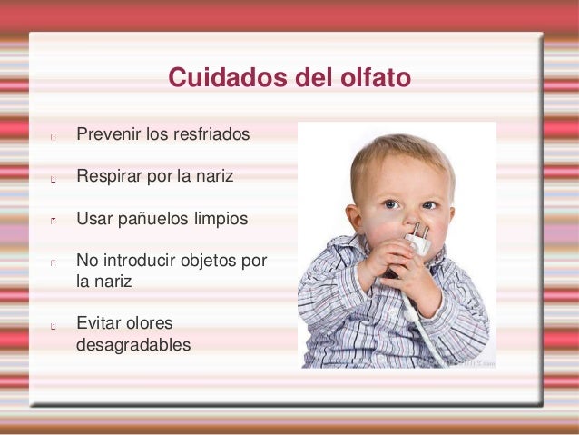 El olfato