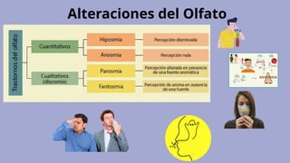 Alteraciones del Olfato
 