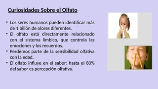 Curiosidades Sobre el Olfato
• Los seres humanos pueden identificar más
de 1 billón de olores diferentes.
• El olfato está directamente relacionado
con el sistema límbico, que controla las
emociones y los recuerdos.
• Perdemos parte de la sensibilidad olfativa
con la edad.
• El olfato influye en el sabor: hasta el 80%
del sabor es percepción olfativa.
 