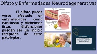 Olfato y Enfermedades Neurodegenerativas
El olfato puede
verse afectado en
enfermedades como
Parkinson y Alzheimer.
Estas disfunciones
pueden ser un indicio
temprano de estas
patologías.
 