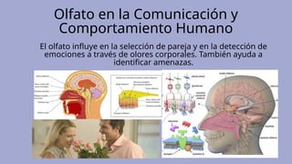 Olfato en la Comunicación y
Comportamiento Humano
El olfato influye en la selección de pareja y en la detección de
emociones a través de olores corporales. También ayuda a
identificar amenazas.
 