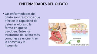 ENFERMEDADES DEL OLFATO
• Las enfermedades del
olfato son trastornos que
afectan la capacidad de
detectar olores o la
forma en que se
perciben. Entre los
trastornos del olfato más
comunes se encuentran
la anosmia y la
hiposmia.
 