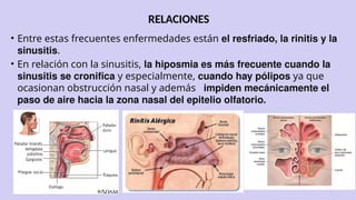 RELACIONES
• Entre estas frecuentes enfermedades están el resfriado, la rinitis y la
sinusitis.
• En relación con la sinusitis, la hiposmia es más frecuente cuando la
sinusitis se cronifica y especialmente, cuando hay pólipos ya que
ocasionan obstrucción nasal y además impiden mecánicamente el
paso de aire hacia la zona nasal del epitelio olfatorio.
 