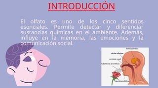 INTRODUCCIÓN
El olfato es uno de los cinco sentidos
esenciales. Permite detectar y diferenciar
sustancias químicas en el ambiente. Además,
influye en la memoria, las emociones y la
comunicación social.
 