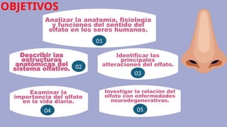 Analizar la anatomía, fisiología
y funciones del sentido del
olfato en los seres humanos.
Describir las
estructuras
anatómicas del
sistema olfativo.
Examinar la
importancia del olfato
en la vida diaria.
Investigar la relación del
olfato con enfermedades
neurodegenerativas.
Identificar las
principales
alteraciones del olfato.
OBJETIVOS
01
05
04
03
02
 