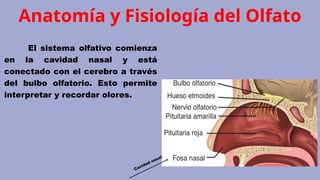 Anatomía y Fisiología del Olfato
El sistema olfativo comienza
en la cavidad nasal y está
conectado con el cerebro a través
del bulbo olfatorio. Esto permite
interpretar y recordar olores.
Cavidad nasal
 