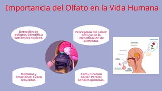 Detección de
peligros: Identifica
sustancias nocivas.
Memoria y
emociones: Evoca
recuerdos.
Percepción del sabor:
Influye en la
identificación de
alimentos.
Comunicación
social: Percibe
señales químicas.
Importancia del Olfato en la Vida Humana
 