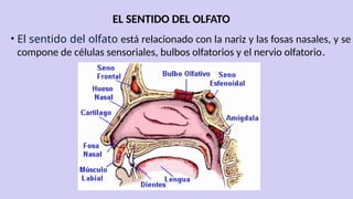 EL SENTIDO DEL OLFATO
• El sentido del olfato está relacionado con la nariz y las fosas nasales, y se
compone de células sensoriales, bulbos olfatorios y el nervio olfatorio.
 