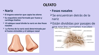OLFATO
• Nariz
 El órgano exterior que capta los olores
 Su esqueleto está formado por hueso y
cartílago hialino
 El tabique nasal divide la nariz en dos fosas
nasales
 La forma de la nariz está determinada por
el hueso etmoides y el tabique nasal
• Fosas nasales
Se encuentran detrás de la
nariz
Están divididas por pasajes de
aire por los cornetes nasales
 