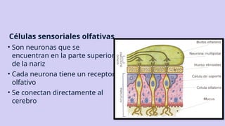 Células sensoriales olfativas
• Son neuronas que se
encuentran en la parte superior
de la nariz
• Cada neurona tiene un receptor
olfativo
• Se conectan directamente al
cerebro
 