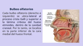 Bulbos olfatorios
Cada bulbo olfatorio (derecho e
izquierdo) se ubica lateral al
proceso crista Galli y superior a
la lámina cribosa del hueso
etmoides, dentro de la cavidad
craneal. Por lo tanto, se localiza
en la parte inferior de la cara
medial del hueso frontal.
 