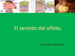 El sentido del olfato. Prof. Angela Hernández 