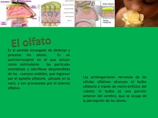 El olfatoEs el sentido encargado de detectar y procesar los olores.  Es un quimiorreceptor en el que actúan como estimulante  las partículas aromáticas u odoríferas desprendidas de los   cuerpos volátiles, que ingresan por el epitelio olfatorio  ubicado en la nariz, y son procesadas por el sistema olfativo.Las prolongaciones nerviosas de las células olfativas alcanzan el bulbo olfatorio a través de micro-orificios del cráneo; el bulbo es una porción anterior del cerebro, que se ocupa de la percepción de los olores.
