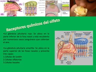 Receptores químicos del olfatoLa glándula pituitaria roja: Se ubica en la parte inferior de la fosa nasal y está recubierto por numerosos vasos sanguíneos que calientan el aire.