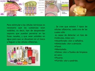 La glándula pituitaria amarilla: Se ubica en la parte superior de las fosas nasales y presenta tres capas:Células de sosténCélulas olfatoriasCélulas basales