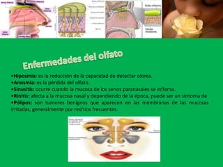 Para estimular a las células nerviosas es necesario que las sustancias sean volátiles, es decir, han de desprender vapores que puedan penetrar en las fosas nasales, y que sean solubles en agua para que se disuelvan en el moco y lleguen a las células olfatorias.. Se cree que existen 7 tipos de células olfatorias, cada una de las cuales sólo es capaz de detectar un tipo de moléculas, éstas son:Alcanforado: olor a naftalina.