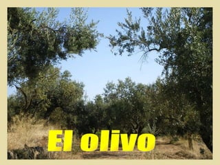El olivo 