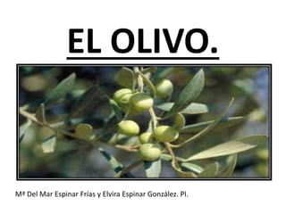 EL OLIVO.
Mª Del Mar Espinar Frías y Elvira Espinar González. PI.
 