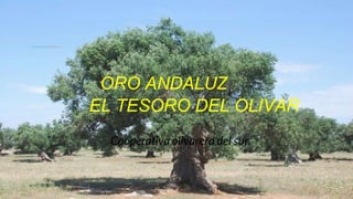 ORO ANDALUZ
EL TESORO DEL OLIVAR
Cooperativa olivarera del sur.
 
