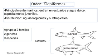Orden: Elopiformes
-Principalmente marinos; entran en estuarios y agua dulce,
especialmente juveniles.
-Distribución: aguas tropicales y subtropicales.
Agrupa a 2 familias
2 géneros
9 especies
ELOPIDAE
MEGALOPIDAE
FAMILIAS
Alumno: Alexandro R P
 