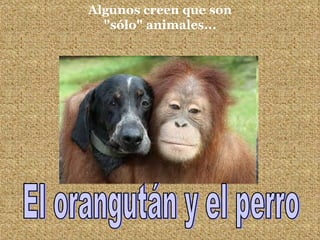 Algunos creen que son &quot;sólo&quot; animales... El orangután y el perro 