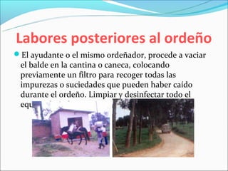 Labores posteriores al ordeño
El ayudante o el mismo ordeñador, procede a vaciar
 el balde en la cantina o caneca, colocando
 previamente un filtro para recoger todas las
 impurezas o suciedades que pueden haber caído
 durante el ordeño. Limpiar y desinfectar todo el
 equipo de ordeño.
 