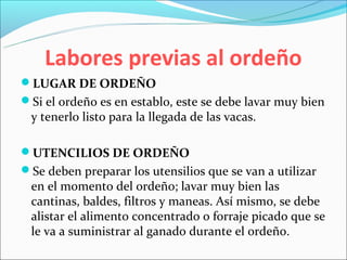 Labores previas al ordeño
LUGAR DE ORDEÑO
Si el ordeño es en establo, este se debe lavar muy bien
 y tenerlo listo para la llegada de las vacas.

UTENCILIOS DE ORDEÑO
Se deben preparar los utensilios que se van a utilizar
 en el momento del ordeño; lavar muy bien las
 cantinas, baldes, filtros y maneas. Así mismo, se debe
 alistar el alimento concentrado o forraje picado que se
 le va a suministrar al ganado durante el ordeño.
 