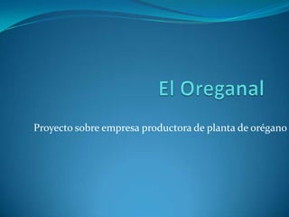 Proyecto sobre empresa productora de planta de orégano
 