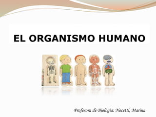 EL ORGANISMO HUMANO
Profesora de Biología: Nocetti, Marina
 