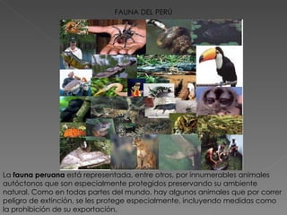 FAUNA DEL PERÚ La  fauna peruana  está representada, entre otros, por innumerables animales autóctonos que son especialmente protegidos preservando su ambiente natural. Como en todas partes del mundo, hay algunos animales que por correr peligro de extinción, se les protege especialmente, incluyendo medidas como la prohibición de su exportación.  