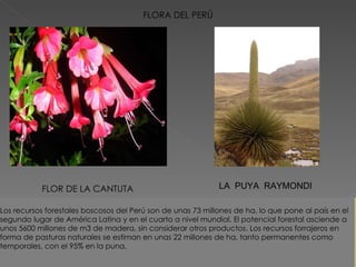 FLORA DEL PERÚ FLOR DE LA CANTUTA LA  PUYA  RAYMONDI Los recursos forestales boscosos del Perú son de unas 73 millones de ha, lo que pone al país en el segundo lugar de América Latina y en el cuarto a nivel mundial. El potencial forestal asciende a unos 5600 millones de m3 de madera, sin considerar otros productos. Los recursos forrajeros en forma de pasturas naturales se estiman en unas 22 millones de ha, tanto permanentes como temporales, con el 95% en la puna.       